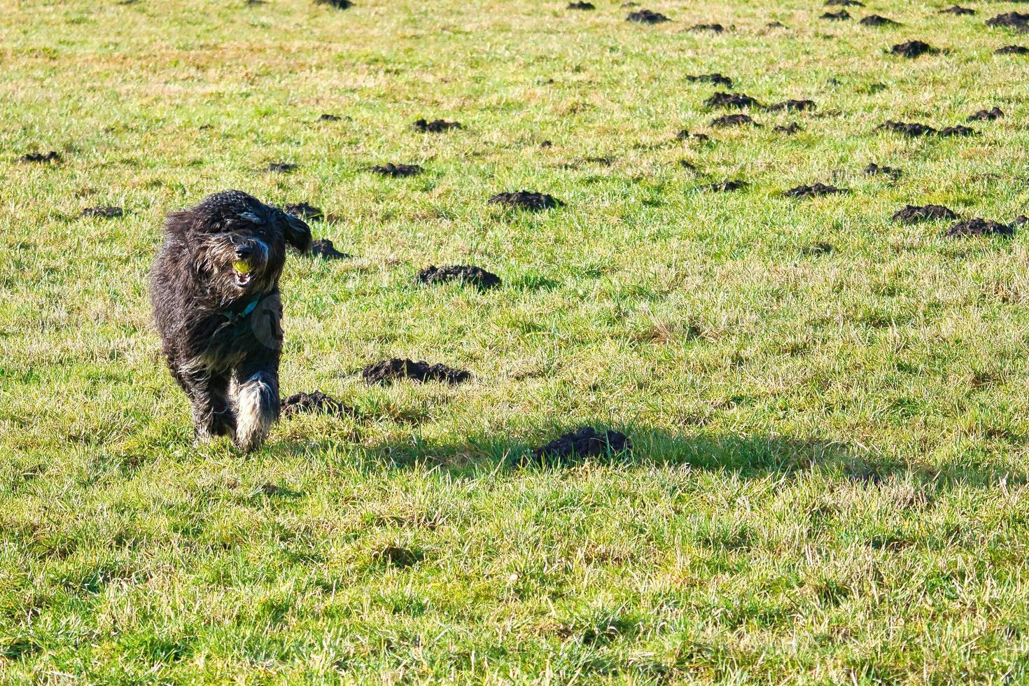 Black Goldendoddle running in a meadow while playing. Fluffy long black coat. photo