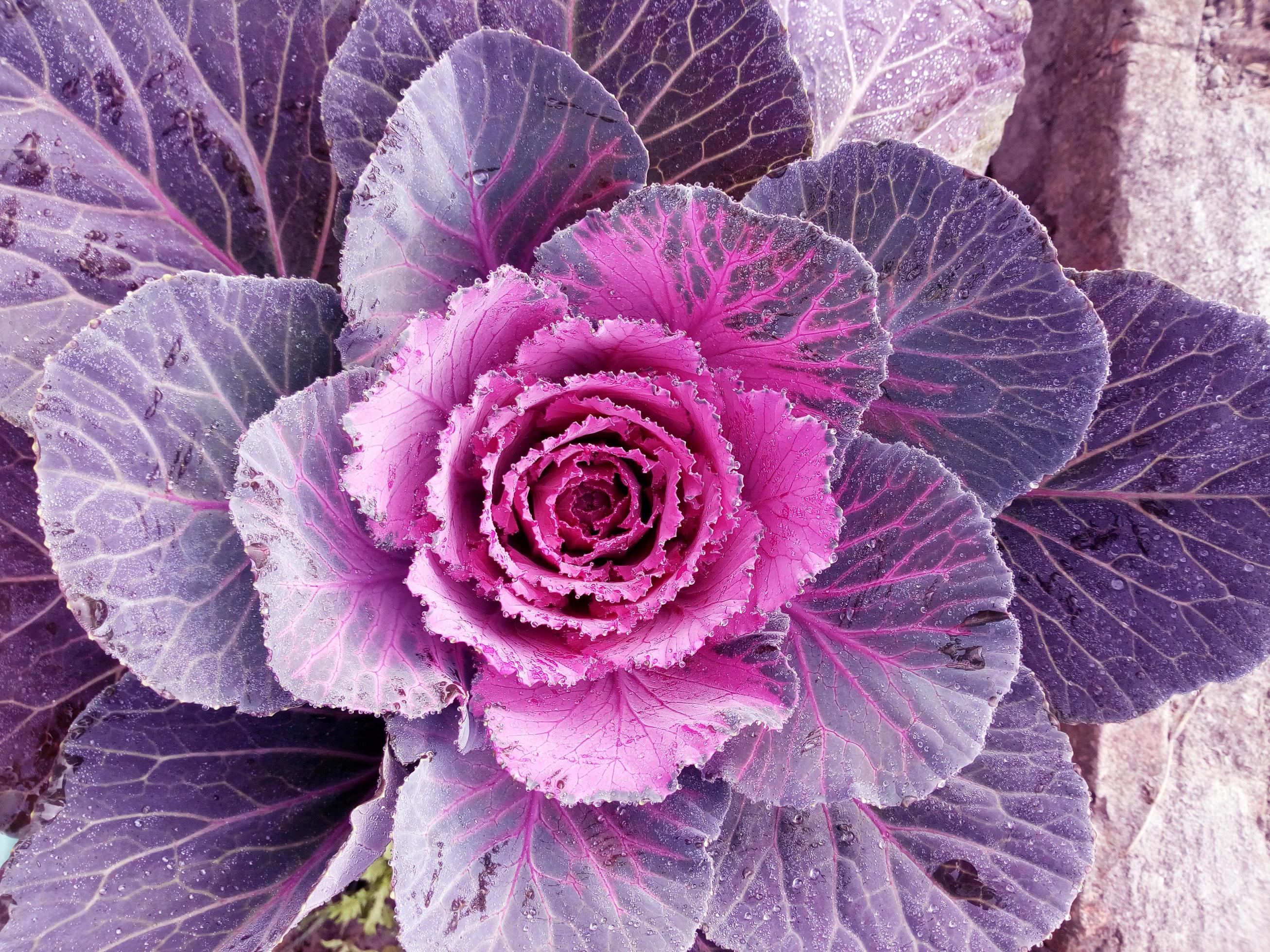 Cabbage Flower. Purple Cauliflower. Brassica Oleracea. Violet Cabbage