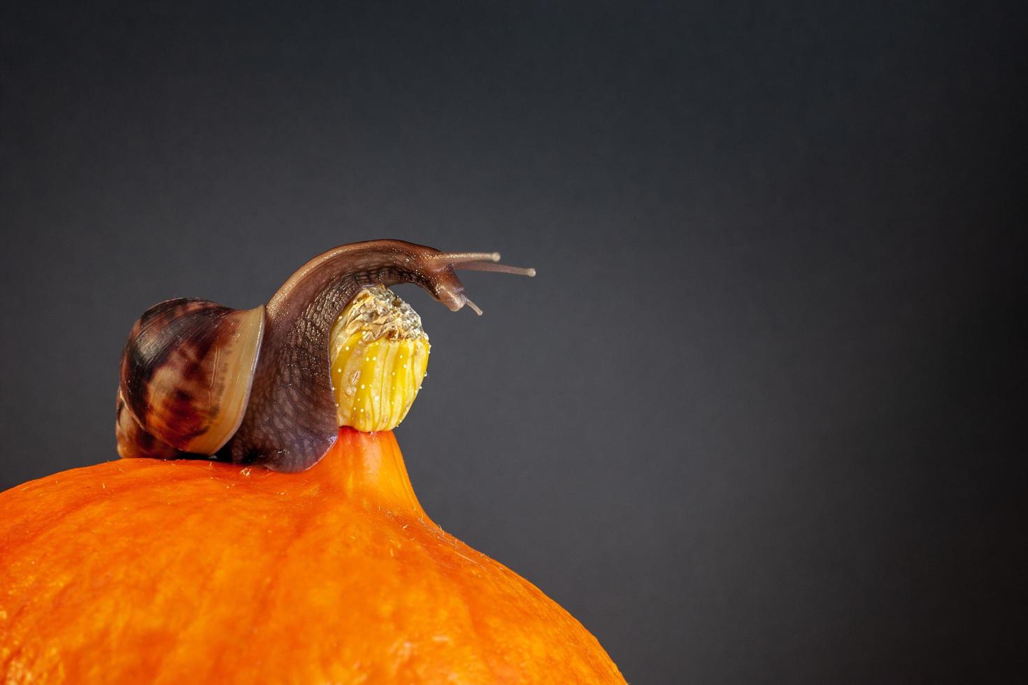 A large snail with an elongated neck on a pumpkin. Orange pumpkin, brown snail with long tentacles. Copy space. Vignette. photo