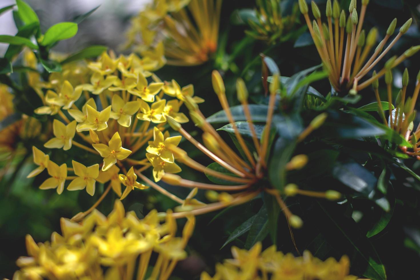 un ixora coccinea amarillo flor foto