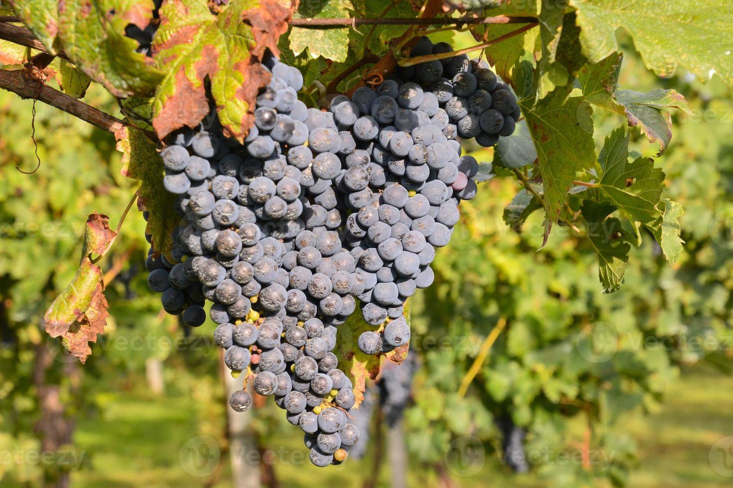 Red wine grape photo