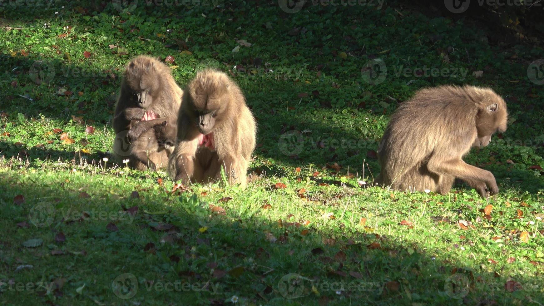 gelada babuino teropithecus gelada mono en naturaleza foto