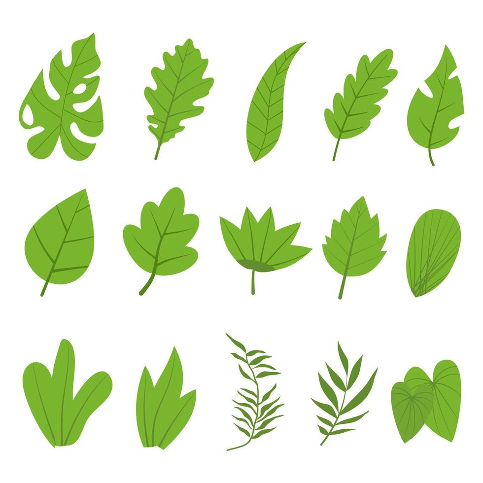Set leaves plant green color for nature and on white background, Hand drawn vector. vector