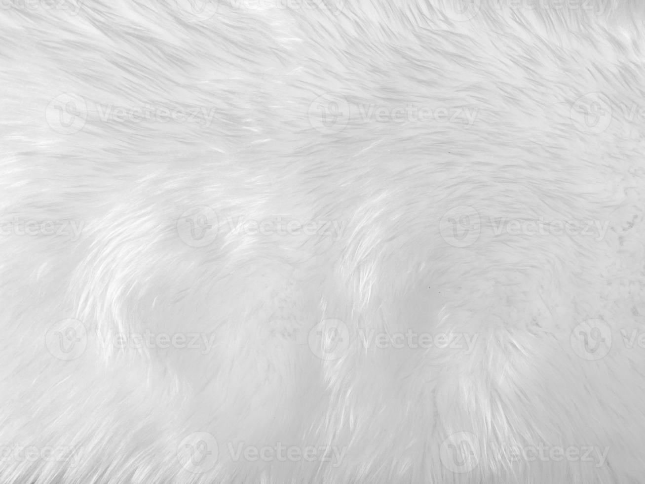 White clean wool texture background. light natural sheep wool. white seamless cotton. texture of fluffy fur for designers. close-up fragment white wool carpet... photo
