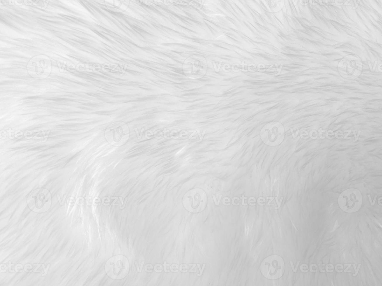 White clean wool texture background. light natural sheep wool. white seamless cotton. texture of fluffy fur for designers. close-up fragment white wool carpet... photo
