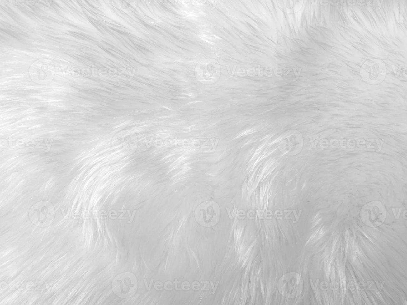 White clean wool texture background. light natural sheep wool. white seamless cotton. texture of fluffy fur for designers. close-up fragment white wool carpet... photo