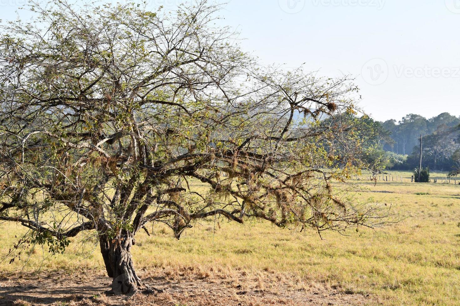 escénico rural paisaje foto