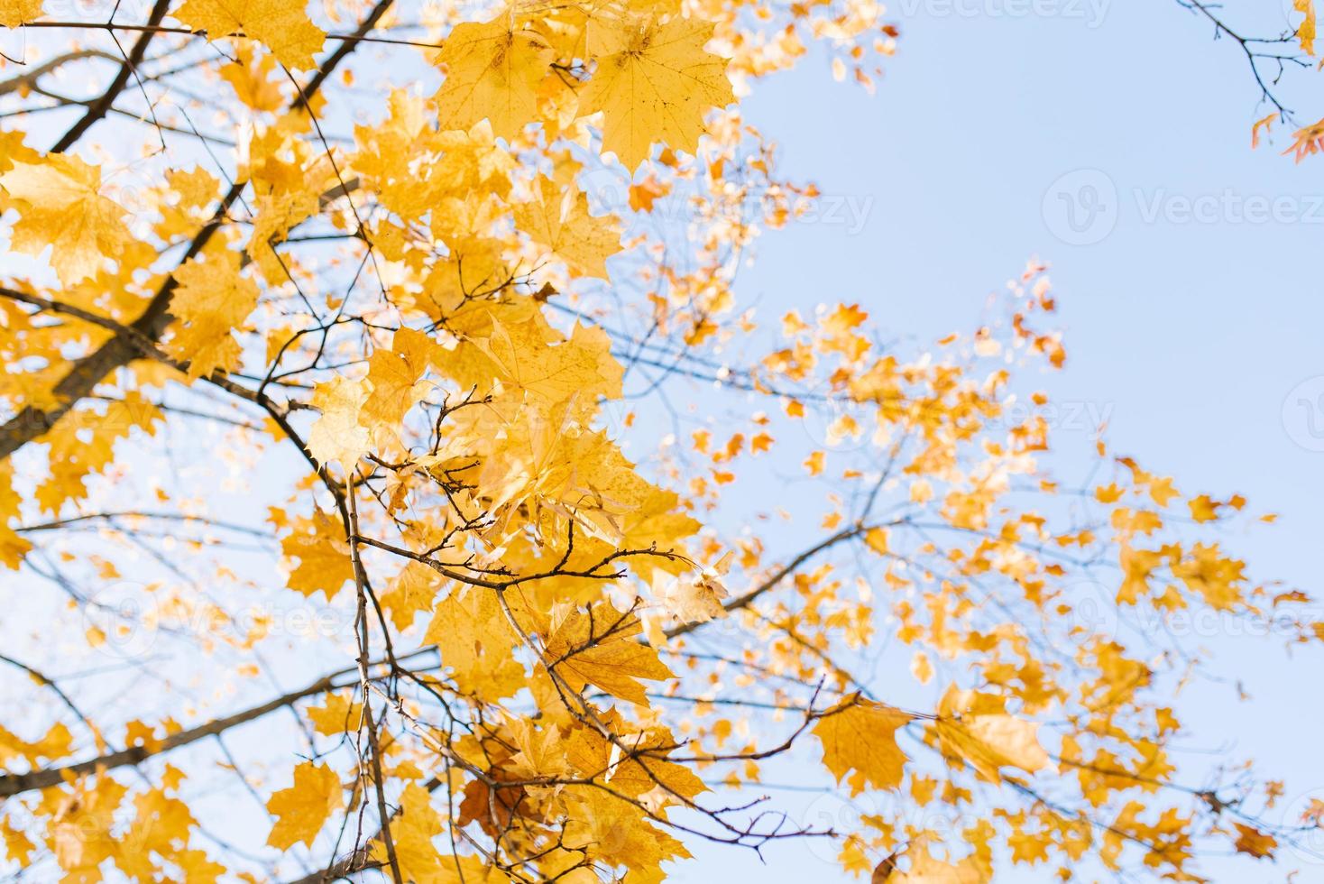 amarillo arce hojas en el otoño temporada en contra el azul cielo. hermosa naturaleza escena. foto