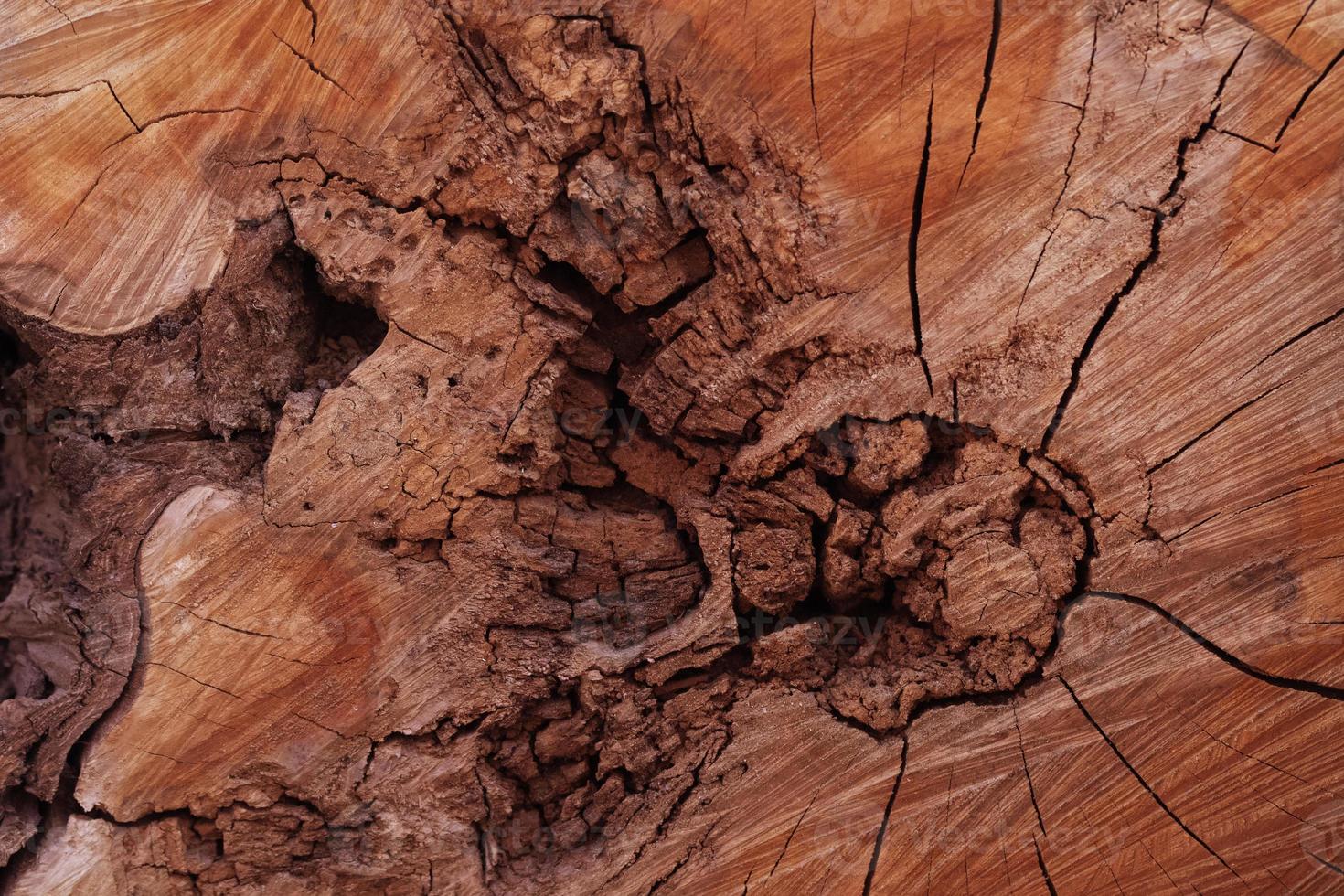 The woody texture of an old stump with splits and crevices. photo