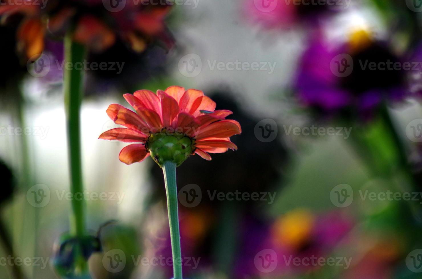 The background dissolves from colorful flowers. photo