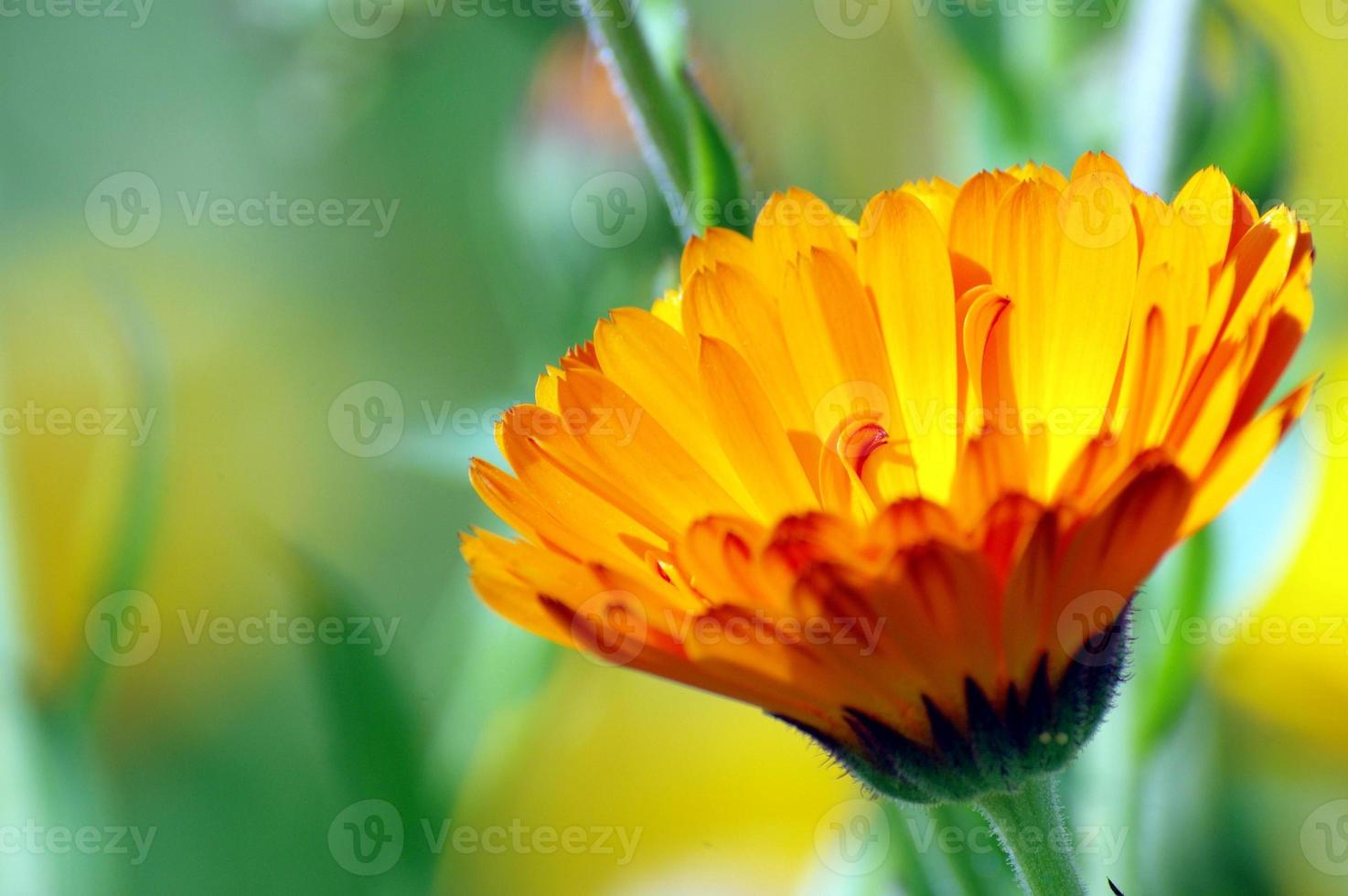 Yellow Calendula on a dissolved background photo