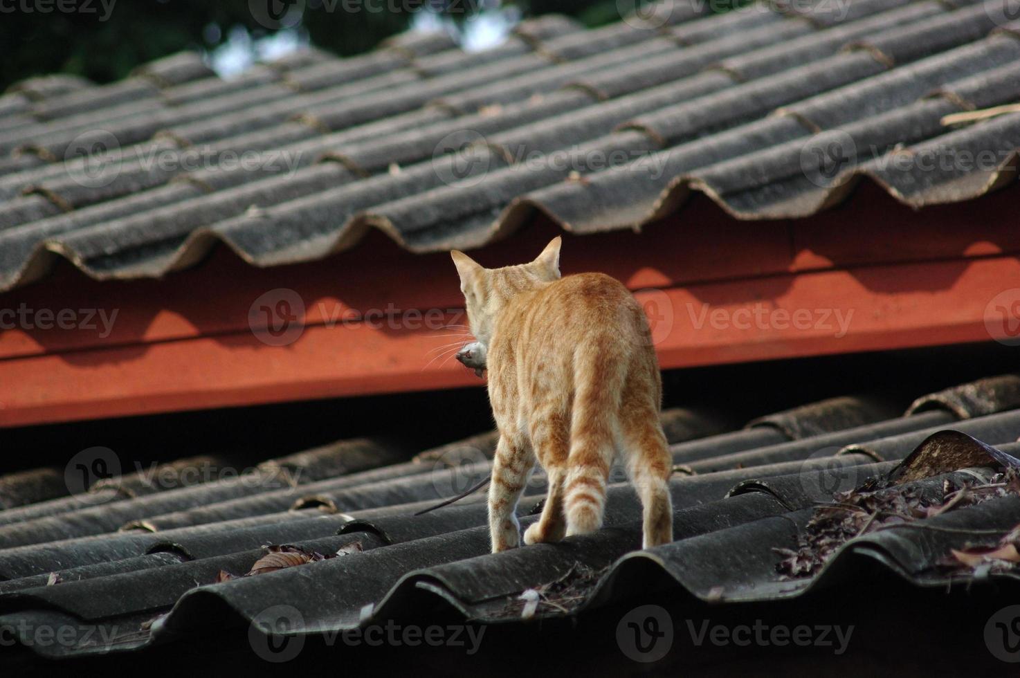Orange Cats Kill Mice For Food 21840370 Stock Photo At Vecteezy