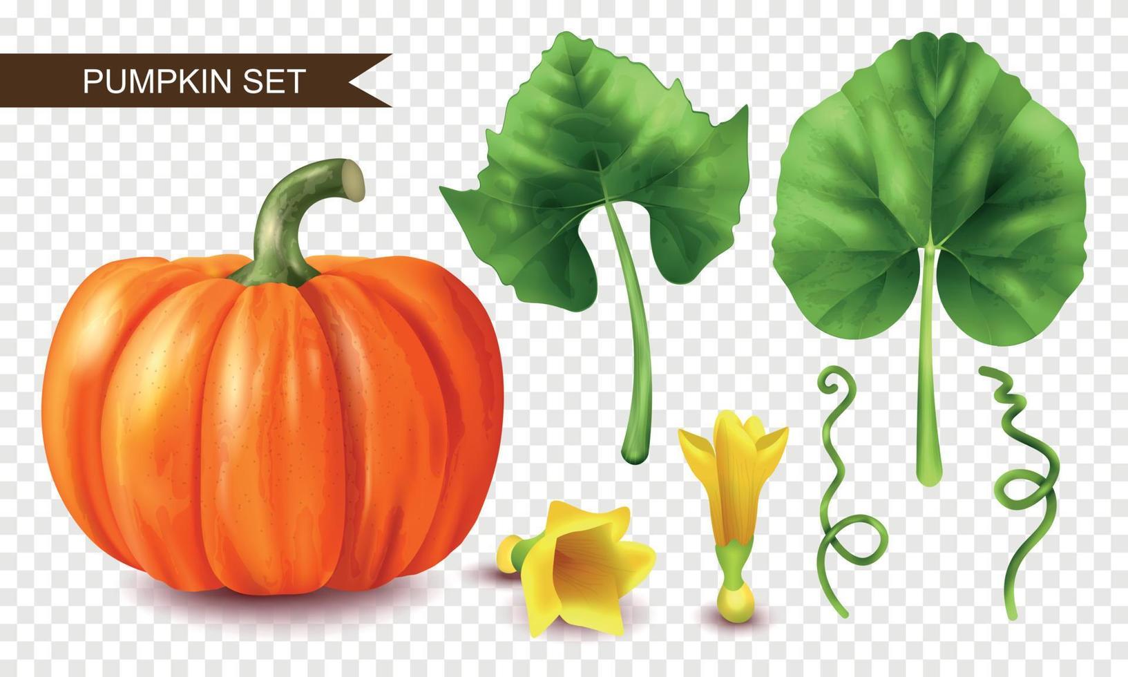 Realistic Pumpkin Set vector