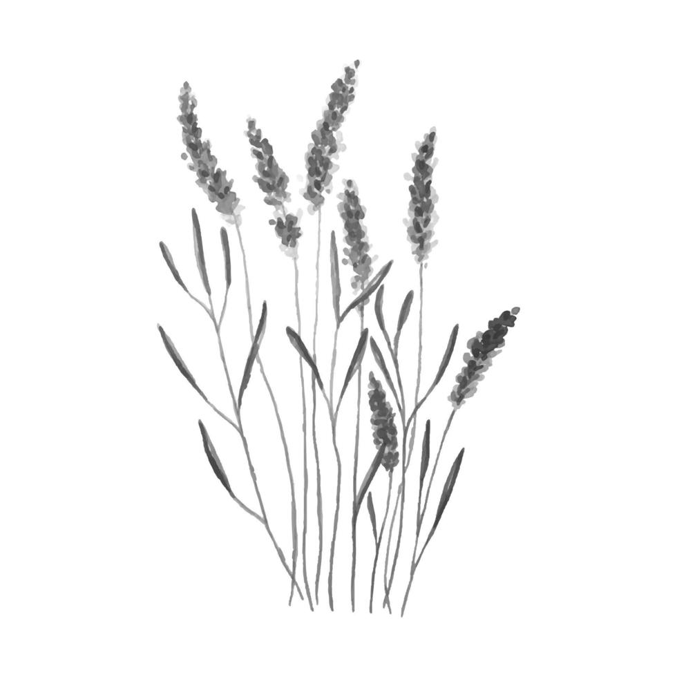 lavanda acuarela monocromo. vector