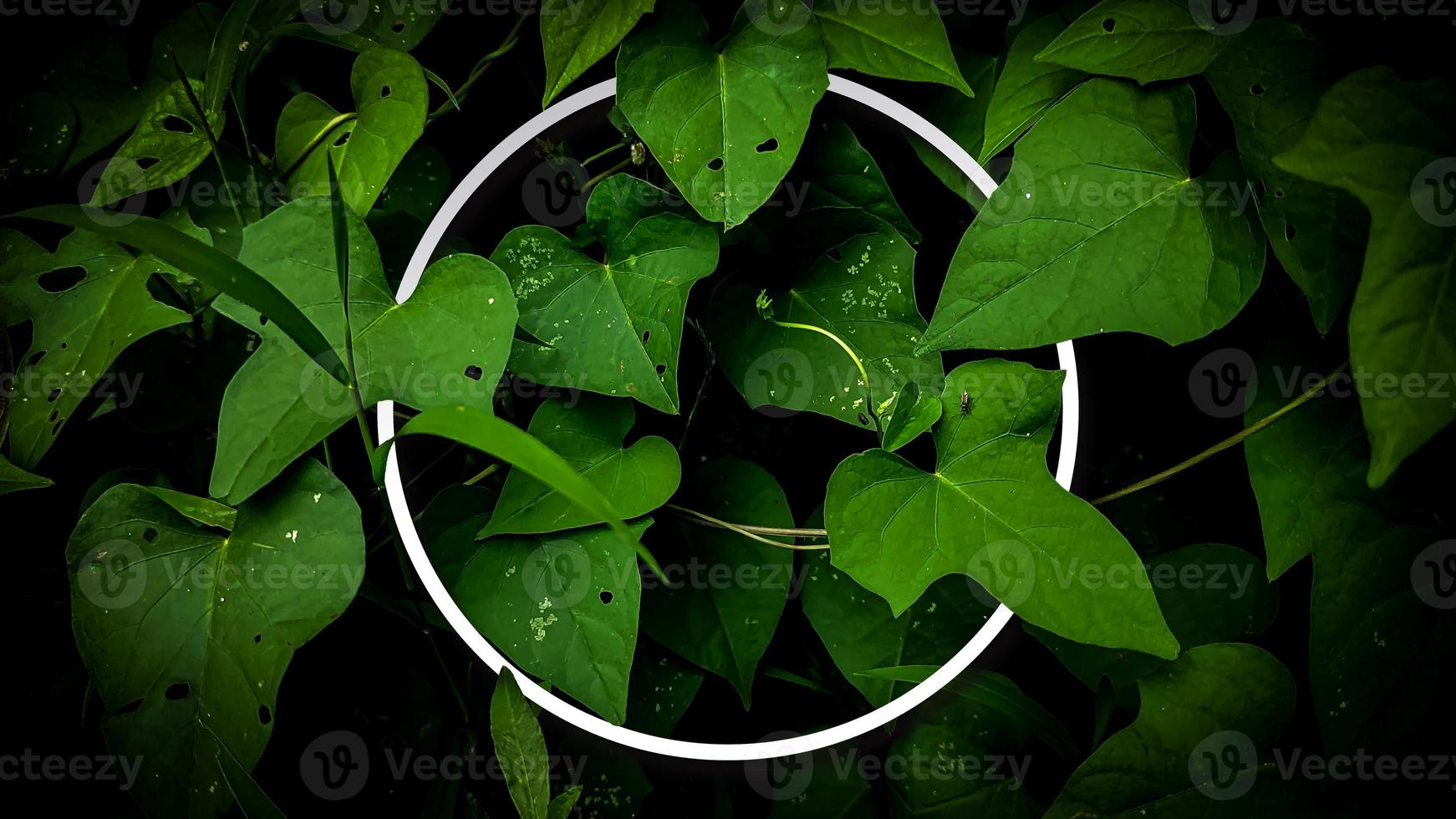 A green leaf with the word green on it photo