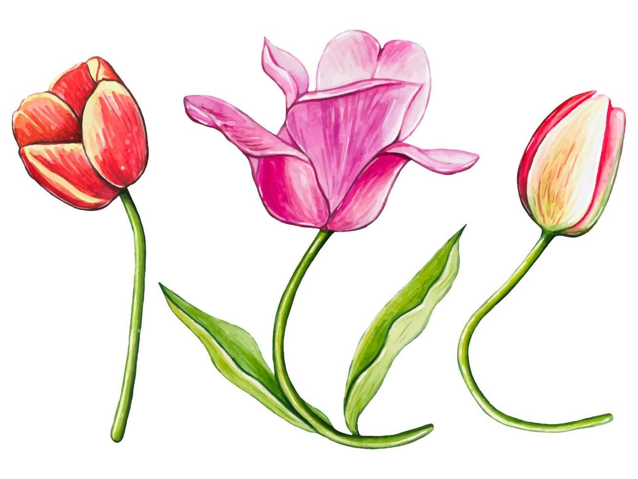 Set of watercolor tulips isolated vector