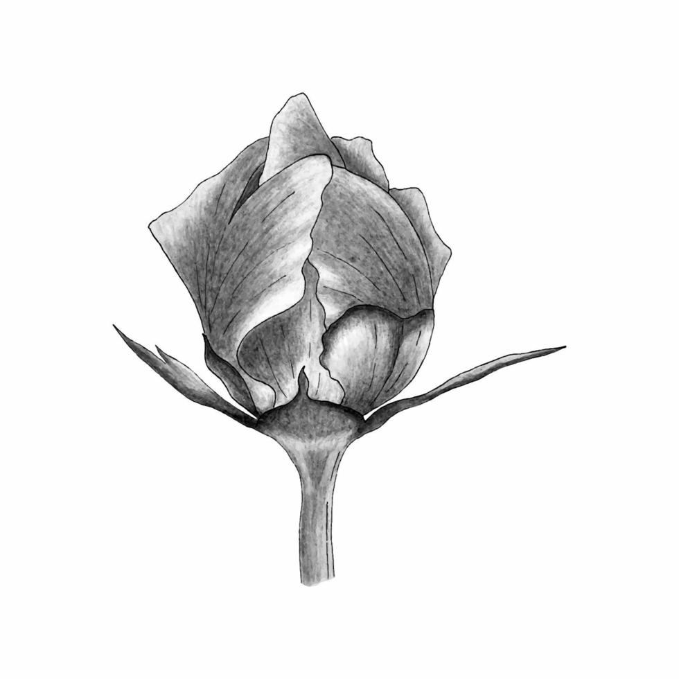 Peony blossom monochrome stylized pencil hand drawn. vector