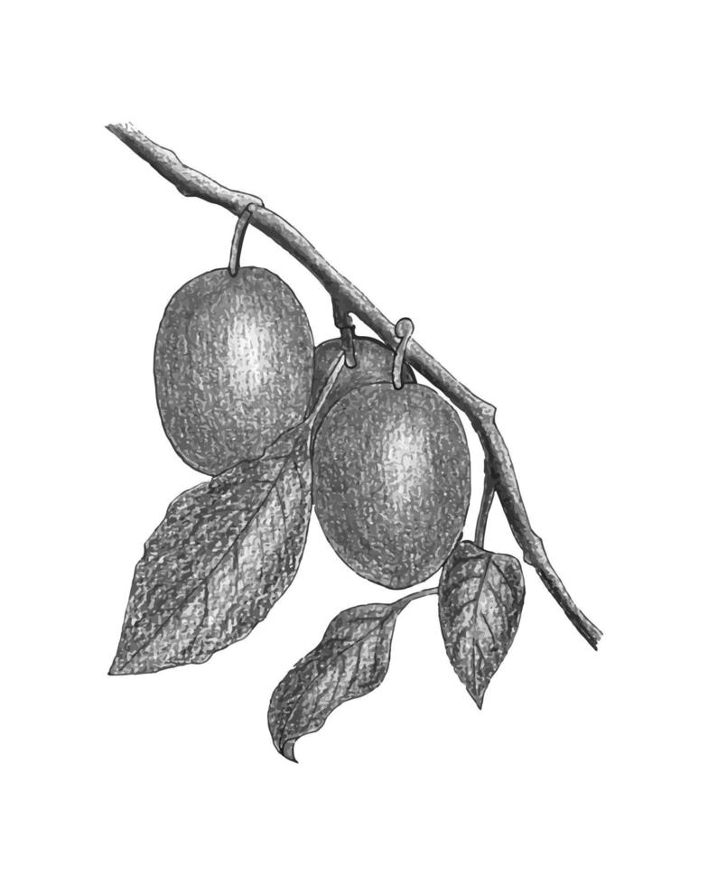 Plum branch watercolor hand drawn fruit. Monochrome stylized art sketch. vector