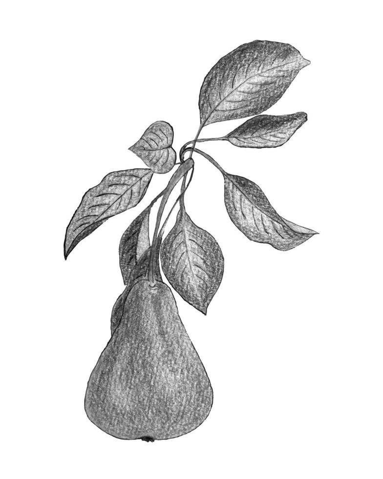 Pear watercolor pencil drawing, monochrome stylized drawn. vector