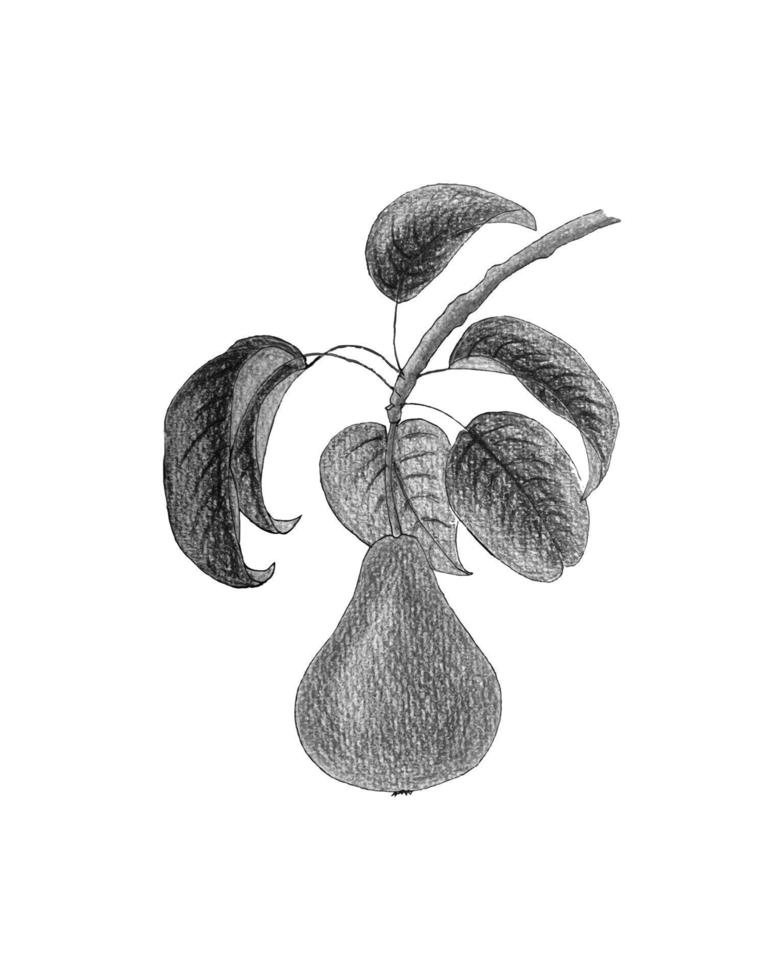 Pear watercolor pencil drawing, monochrome stylized drawn. vector