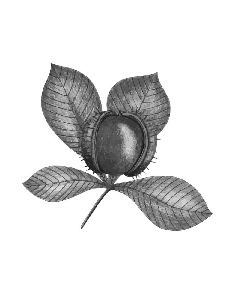 Chestnut sketch watercolor hand drawing, monochrome stylezed. vector