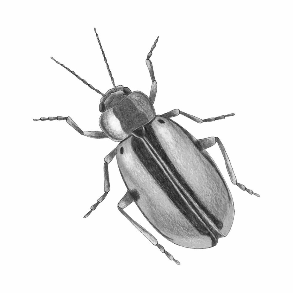 Beetle sketch watercolor hand drawing, monochrome stylezed. vector