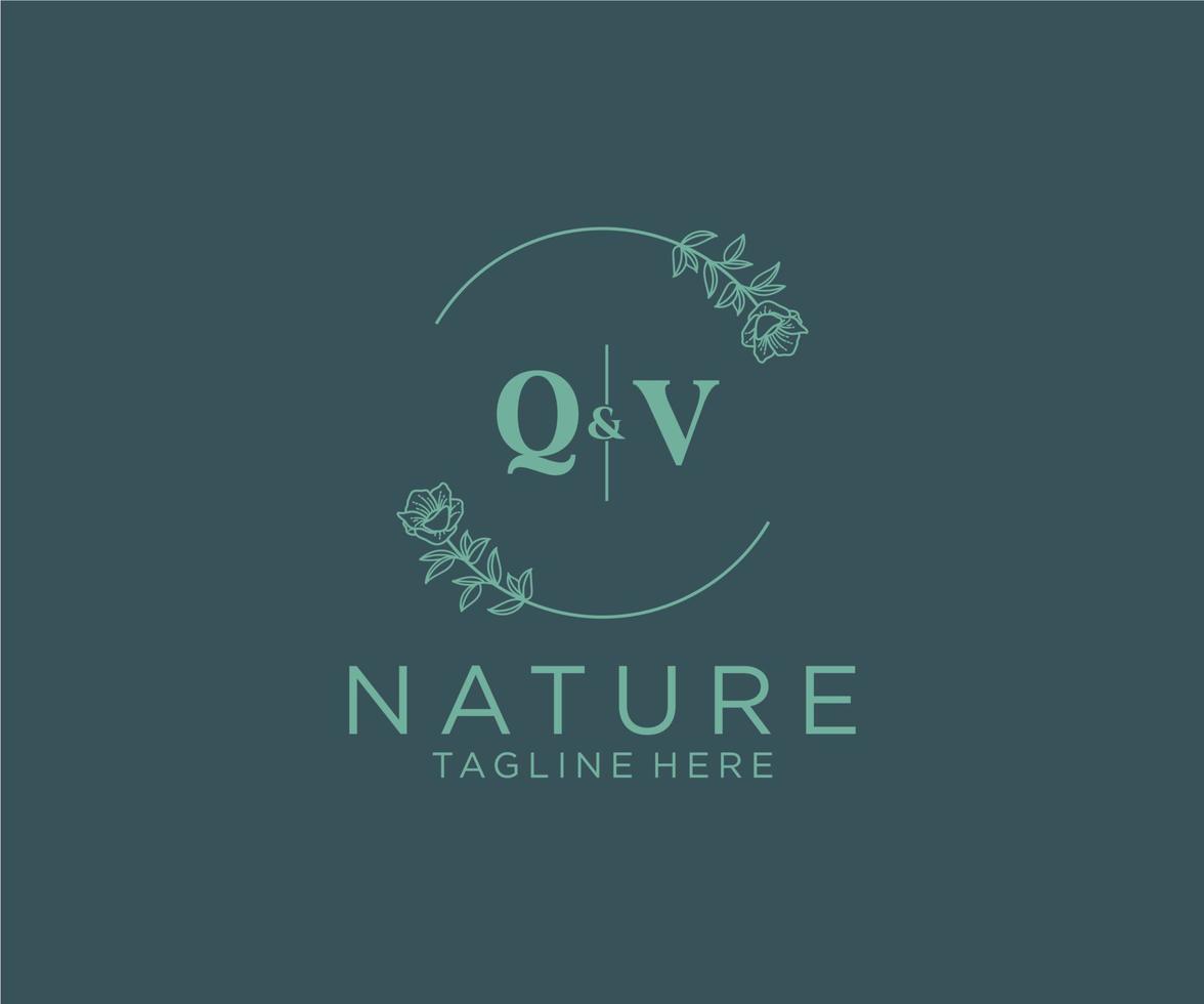 initial QV letters Botanical feminine logo template floral, editable premade monoline logo suitable, Luxury feminine wedding branding, corporate. vector