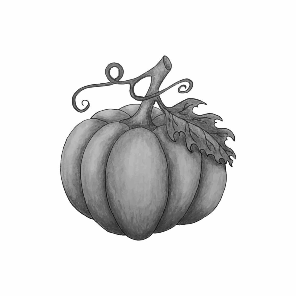 Pumpkin monochrome watercolor sketch, for Halloween design. vector
