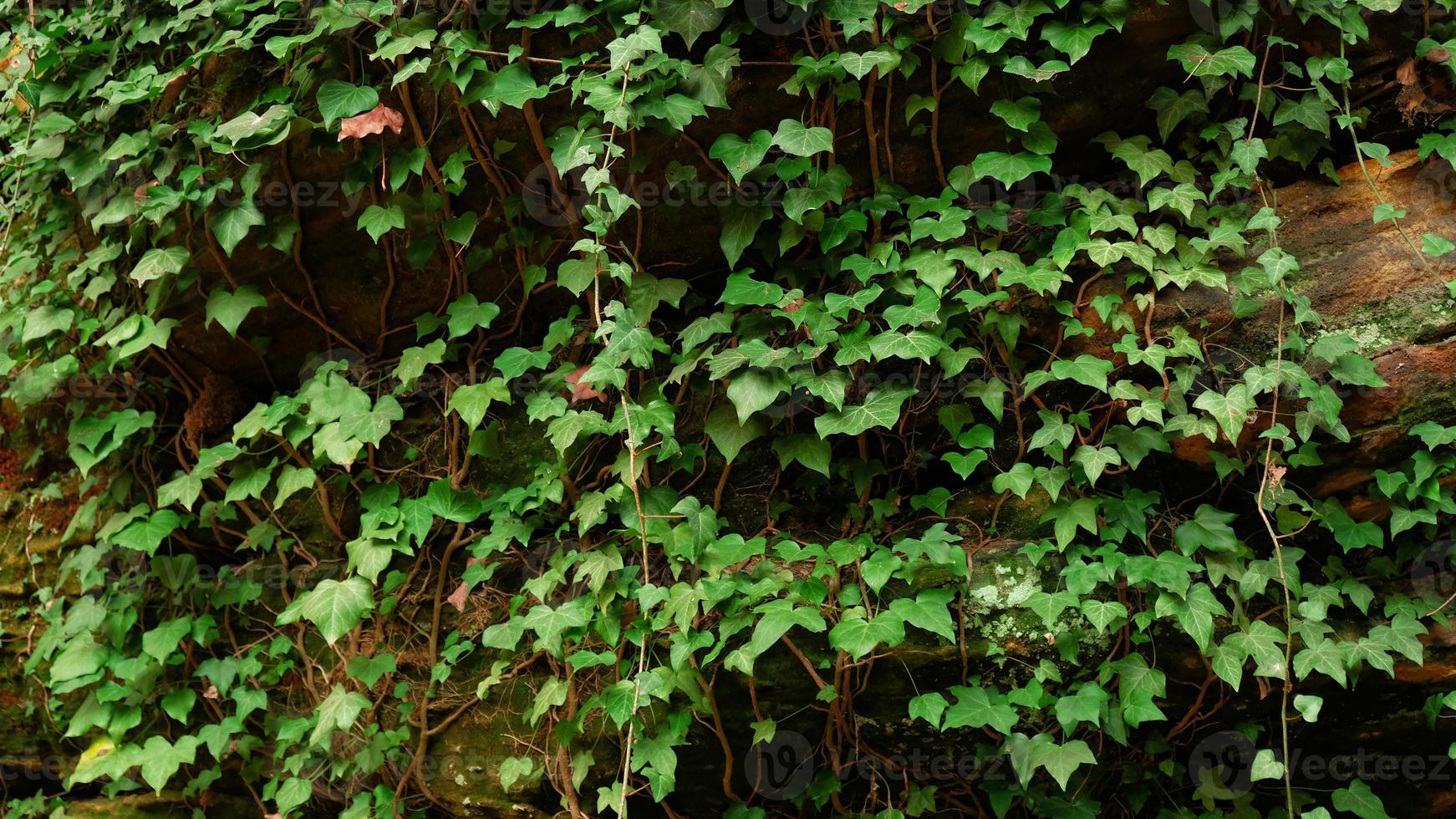 hojas de hiedra verde en la pared. fondo texturizado de hojas. textura de pared de planta verde para diseño de fondo y pared ecológica y troquelada para obras de arte. muchas hojas foto