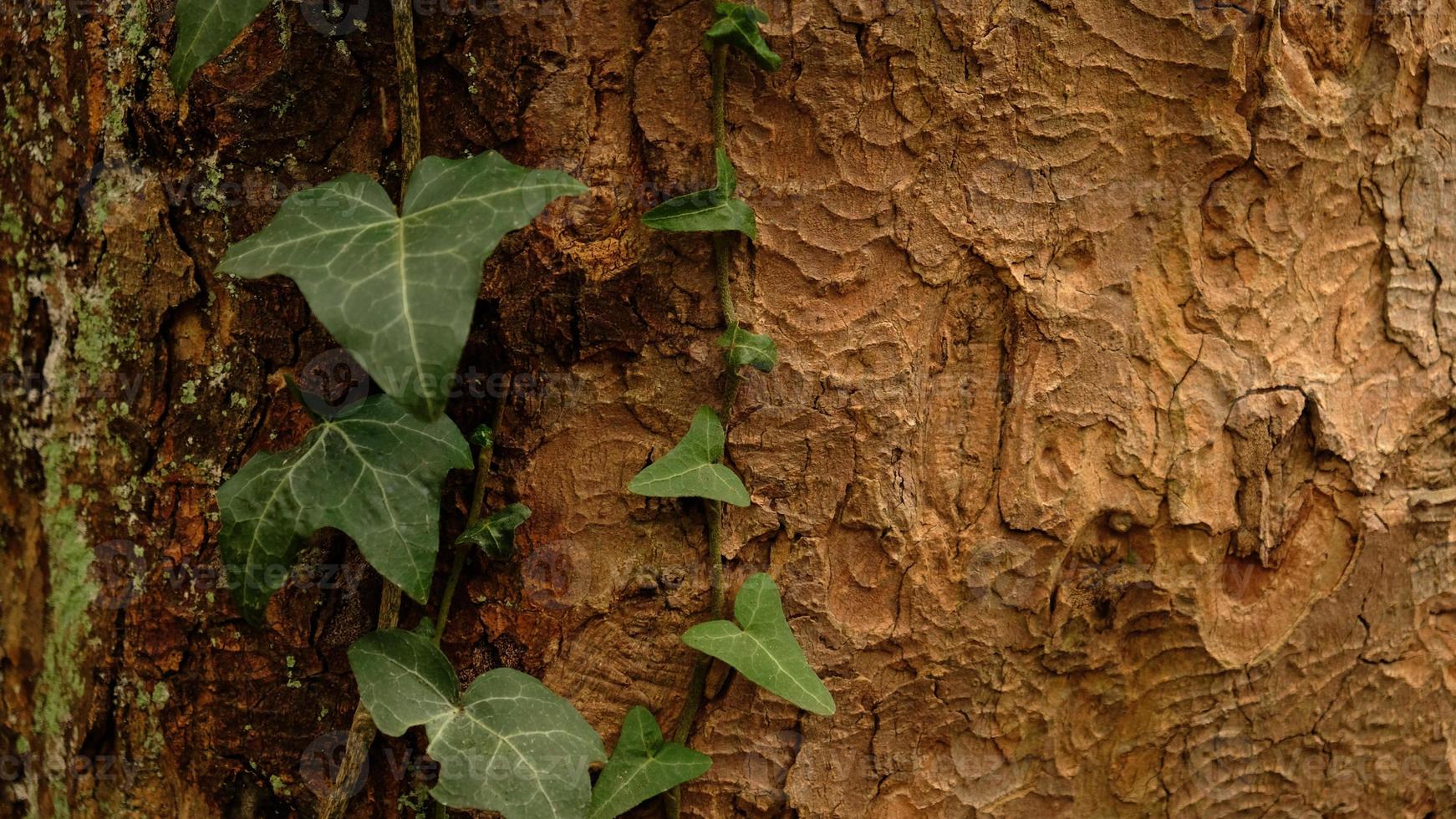 Tree bark pattern, brown natural background. Wooden textured background of tree trunk. Green ivy leaves on tree trunk in fall forest. Textured background of leaves. Selective focus. photo