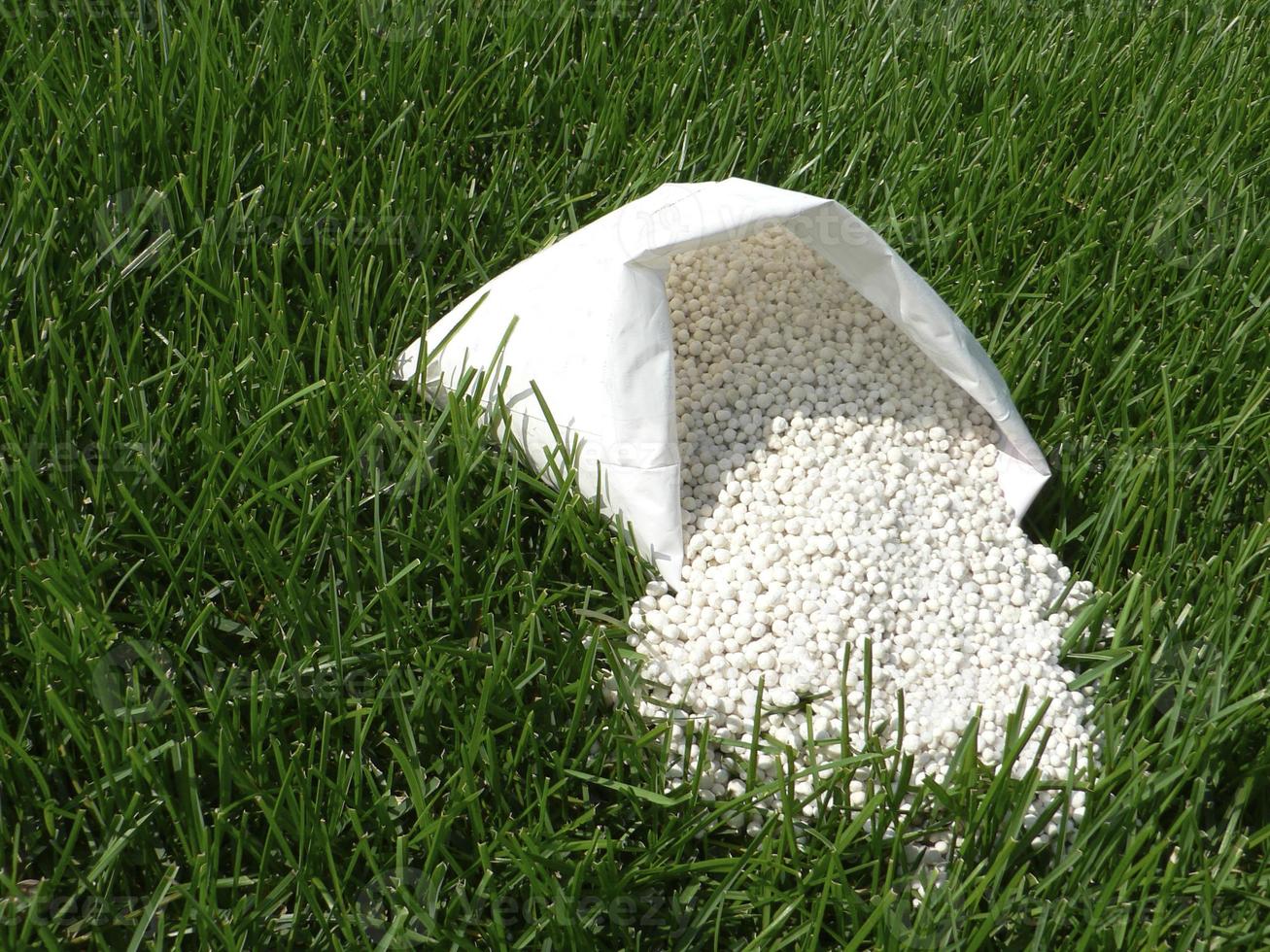 fertilizante para césped, césped, prado en un bolso de blanco gránulos en un antecedentes de verde césped. cerca arriba de mineral fertilizante gránulos usado en césped céspedes y jardines a mantener salud y crecimiento. foto