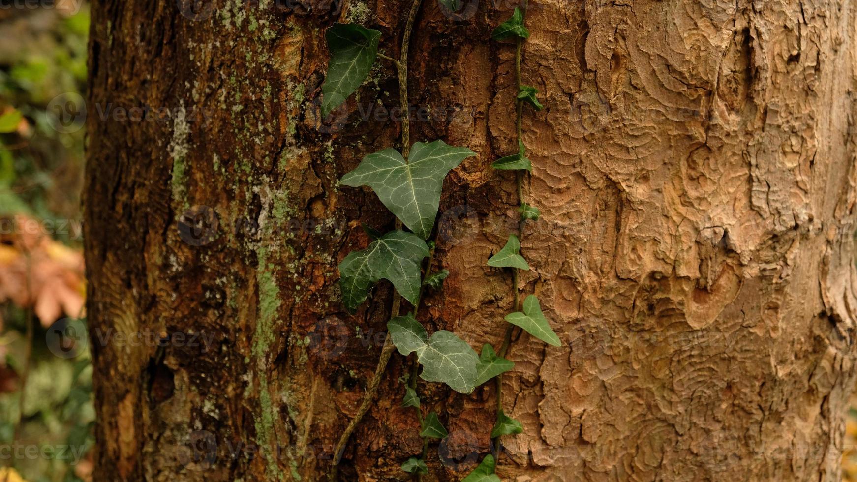 Tree bark pattern, brown natural background. Wooden textured background of tree trunk. Green ivy leaves on tree trunk in fall forest. Textured background of leaves. Selective focus. photo