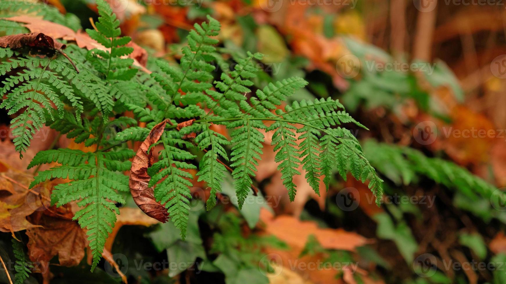 Green fern leaves, natural floral fern in fall forest. Natural thickets, floral abstract background. Perfect natural fern pattern. Beautiful background made with young green fern leaves. photo