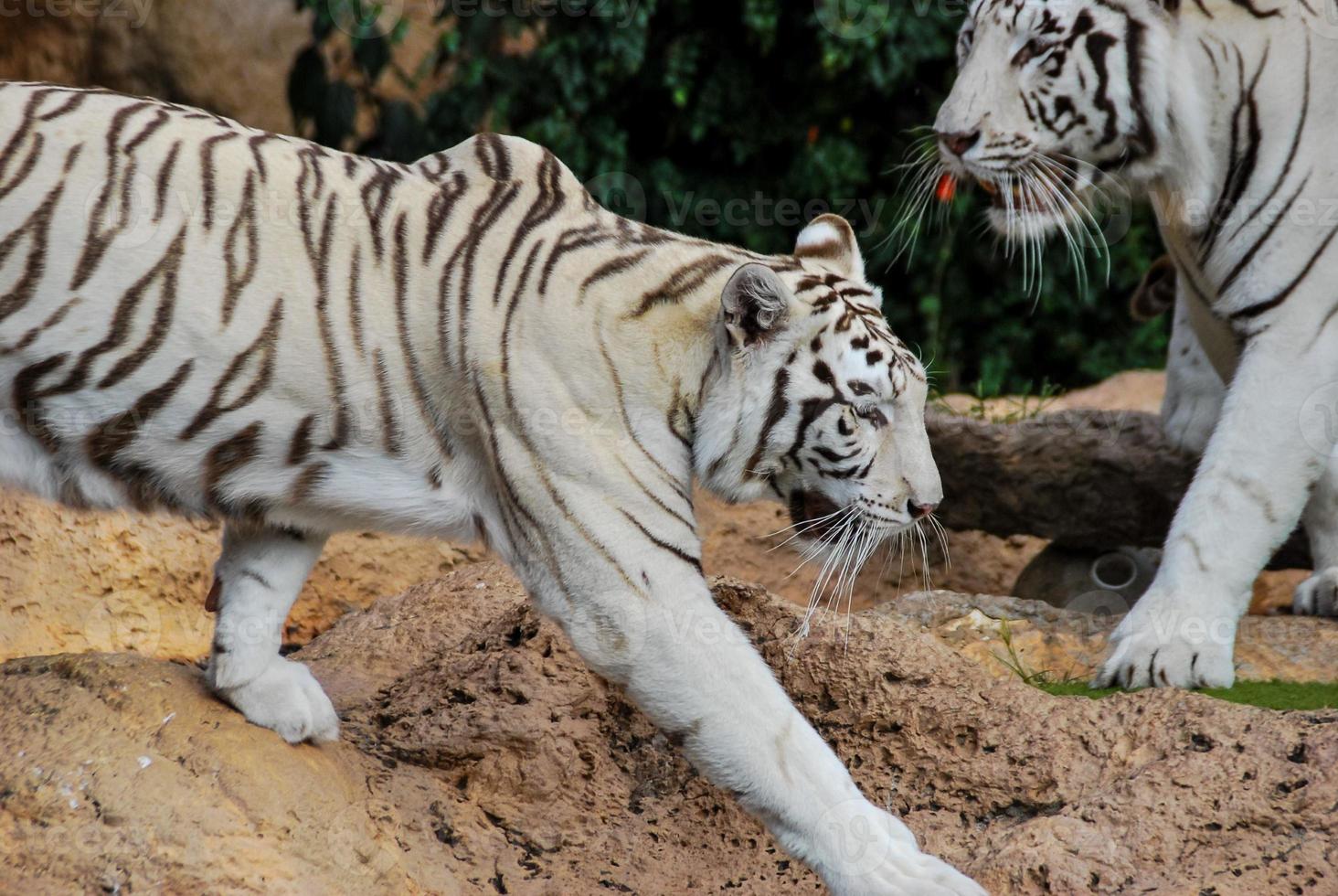 White tigers in the zoo photo