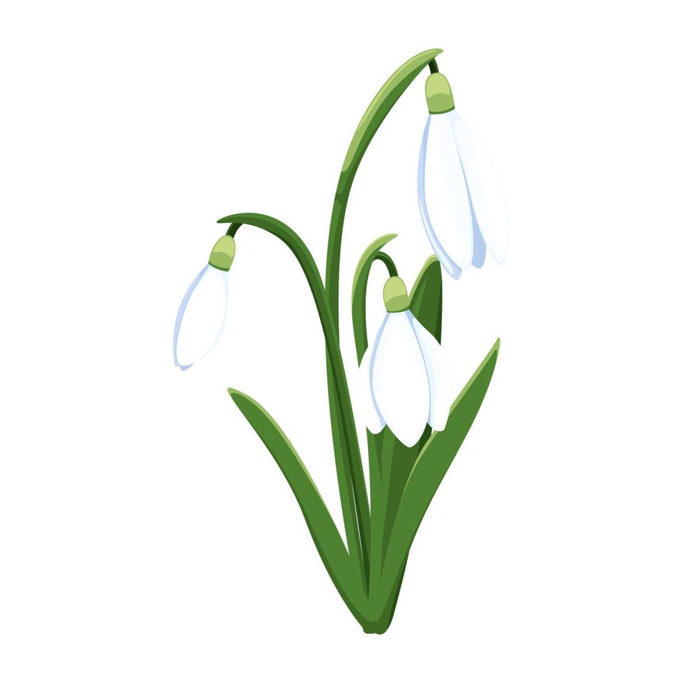 Beautiful vector snowdrops. First spring flowers. clipart. Delicate snowdrop flowers for your design