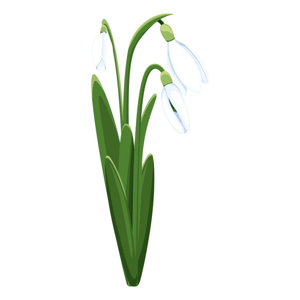 Beautiful vector snowdrops. First spring flowers. clipart. Delicate snowdrop flowers for your design