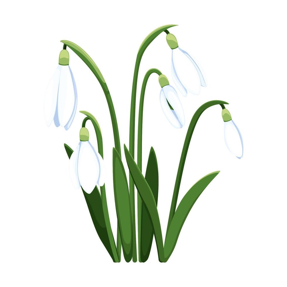 Beautiful vector snowdrops. First spring flowers. clipart. Delicate snowdrop flowers for your design