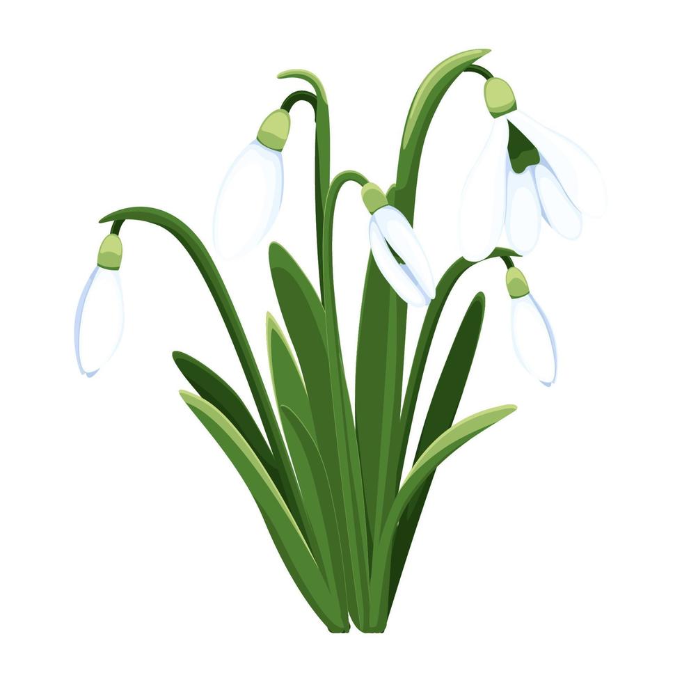 Beautiful vector snowdrops. First spring flowers. clipart. Delicate snowdrop flowers for your design