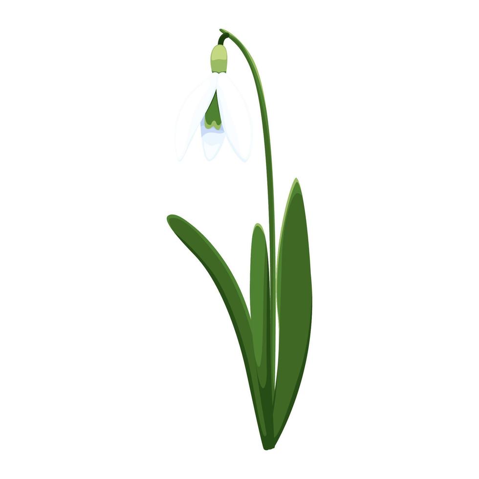 Beautiful vector snowdrops. First spring flowers. clipart. Delicate snowdrop flowers for your design