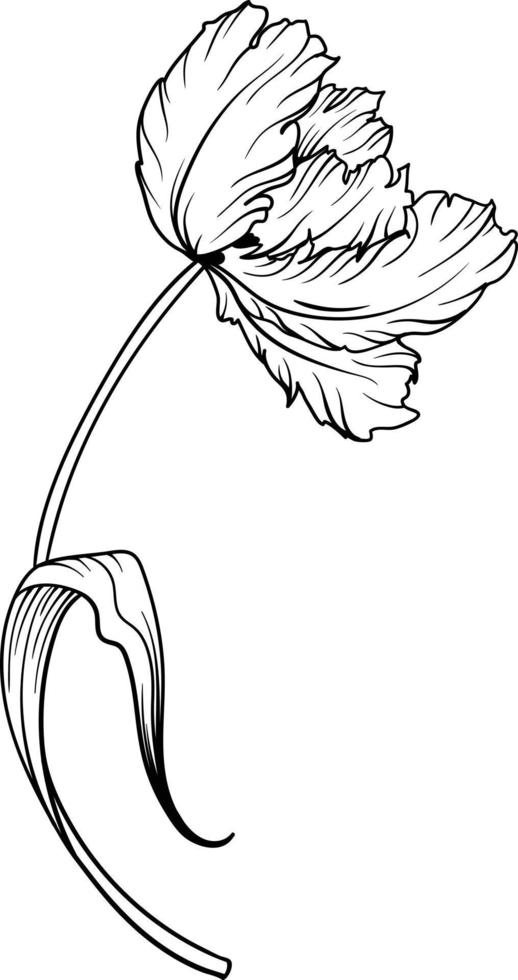 Linear tulip flower. Hand drawn illustration. This art is perfect for invitation cards, spring and summer decor, greeting cards, posters, scrapbooking, print, etc. vector