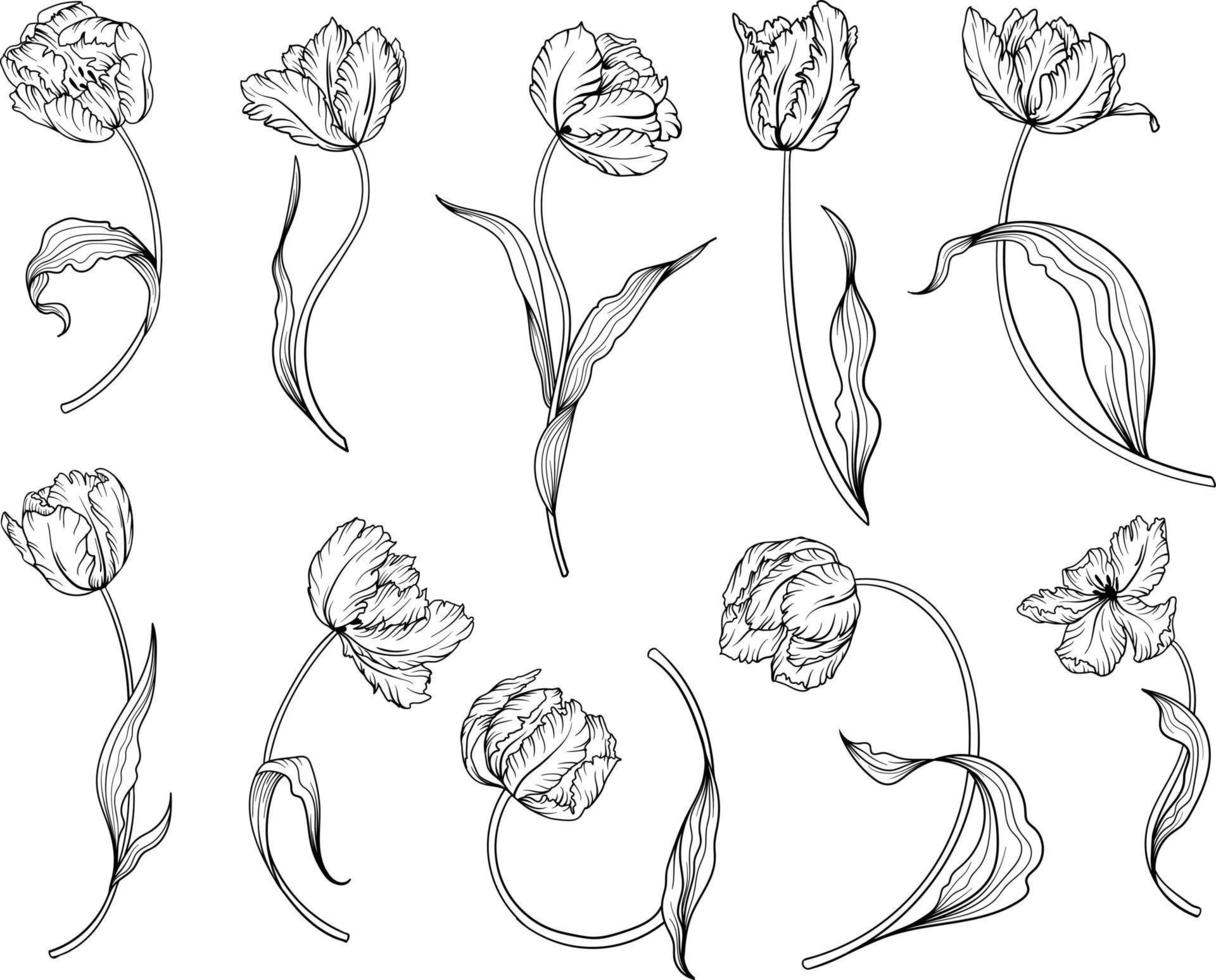 Linear tulip flower. Hand drawn illustration. This art is perfect for invitation cards, spring and summer decor, greeting cards, posters, scrapbooking, print, etc. vector