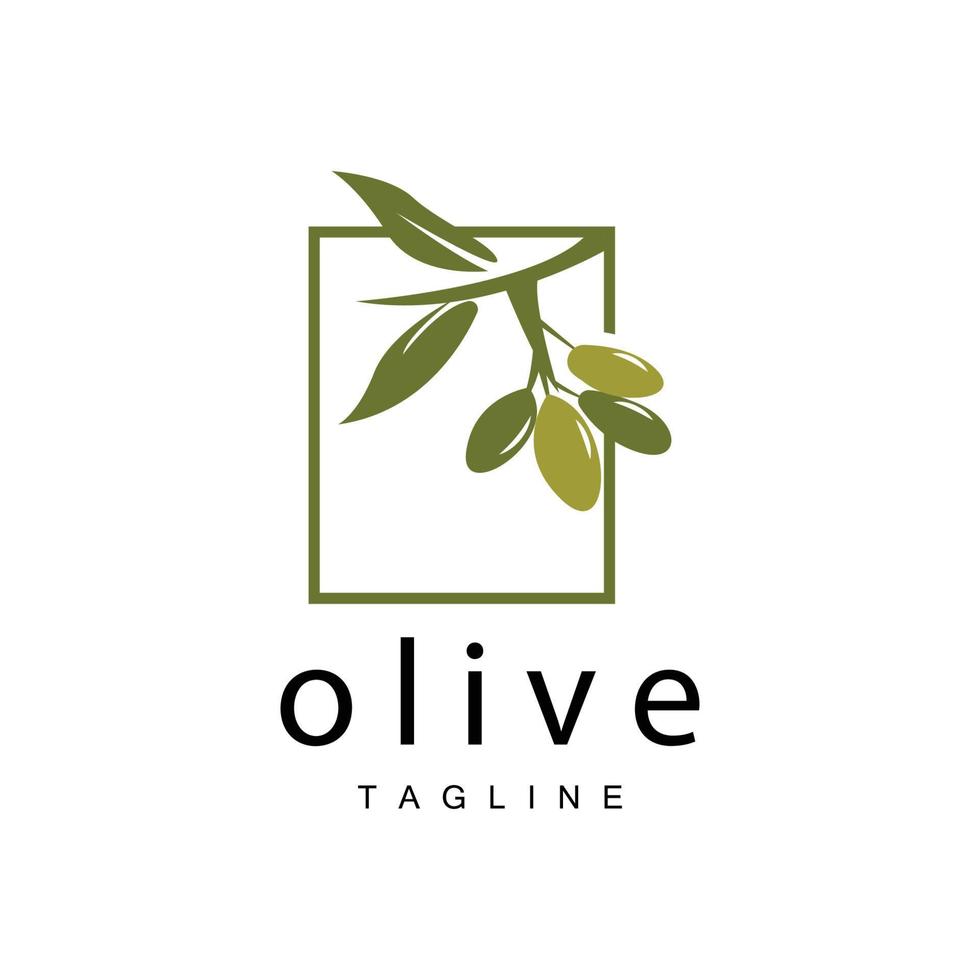 Olive Logo, Olive Oil Plant Vector, Natural Herbal Health Medicine Design, Illustration Template Icon vector