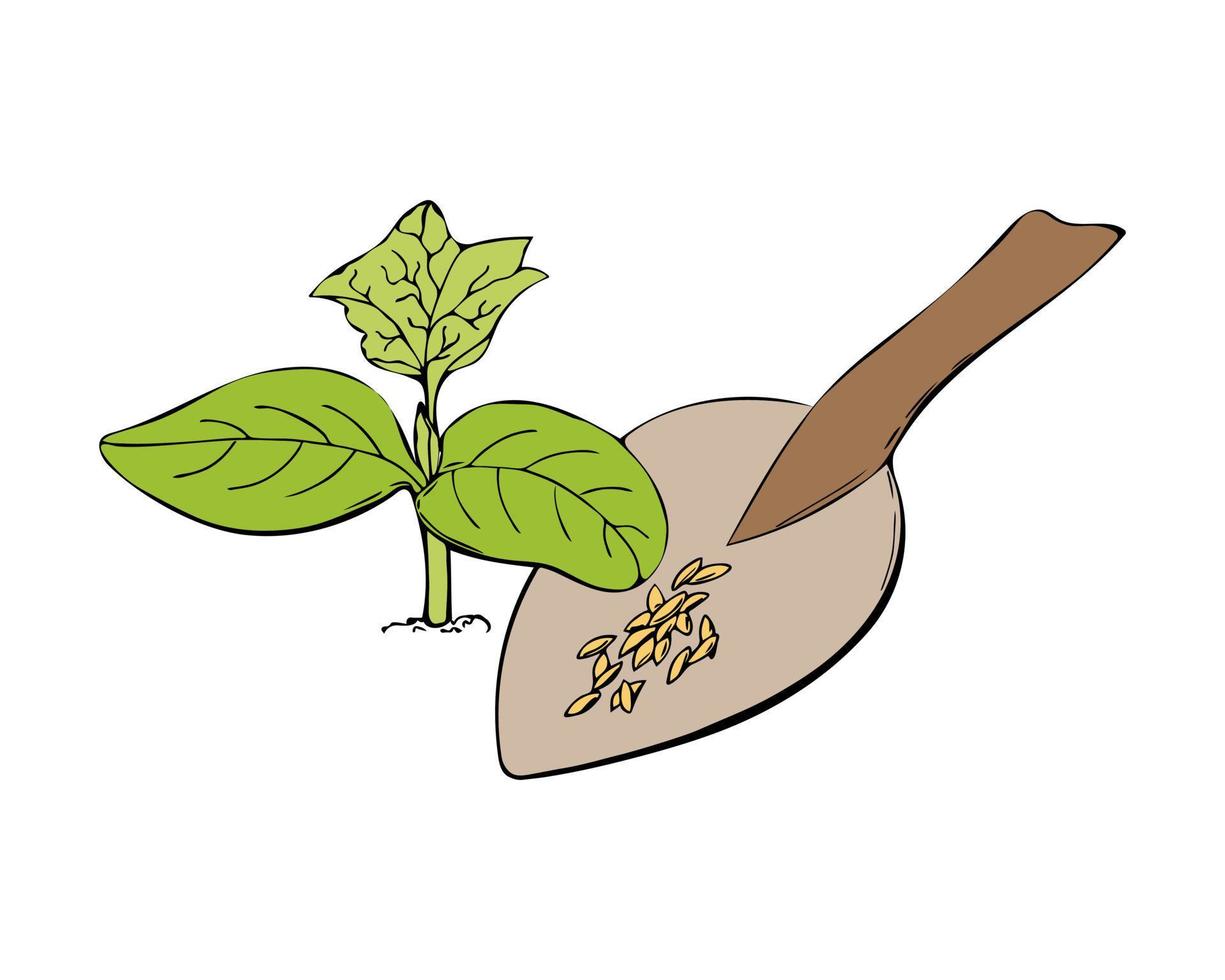 Cucumber sprout seedlings on soil, seeds. Hand drawn outline doodle. vector