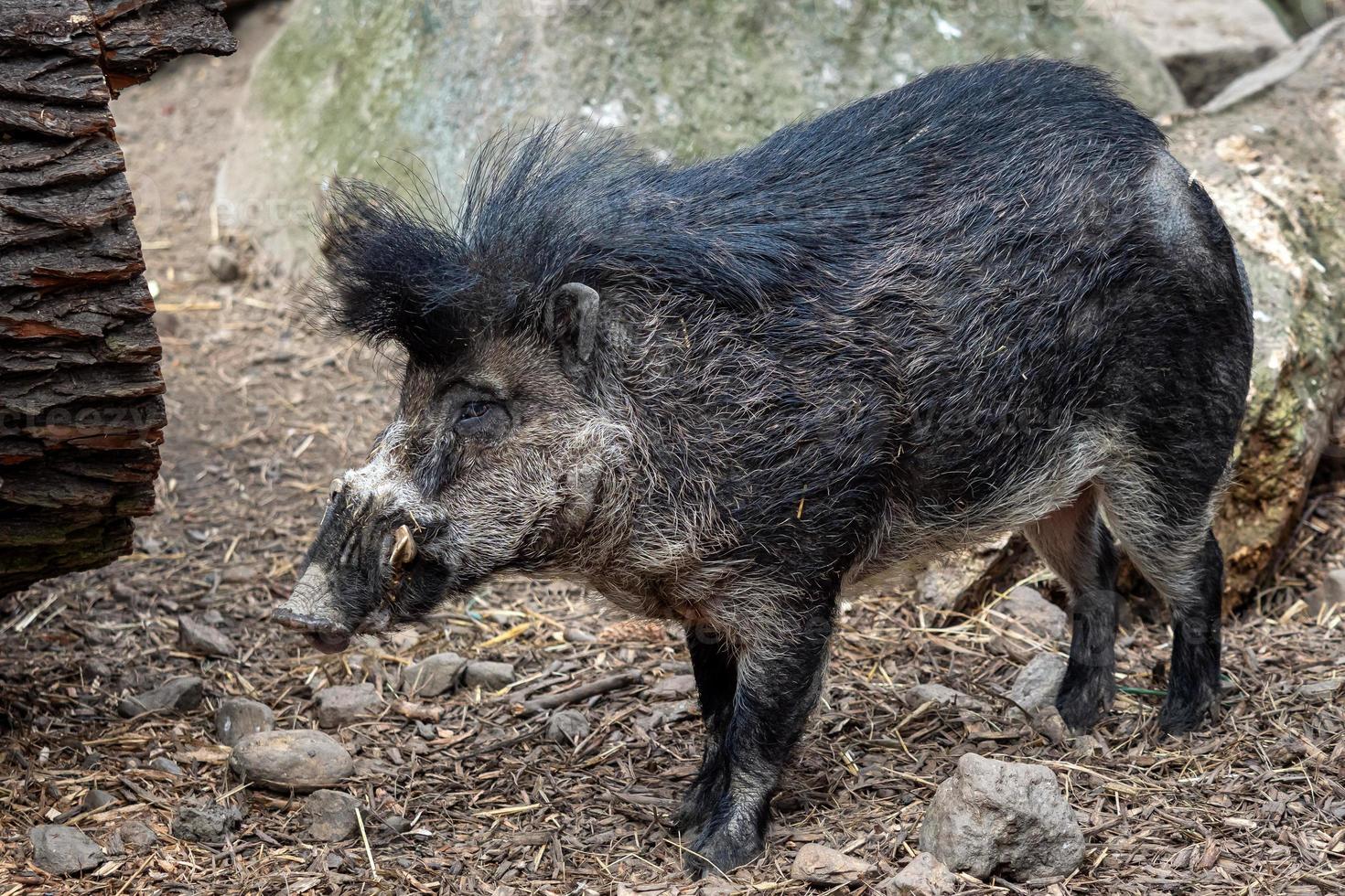 Rare visayan warty pig, Sus cebifrons negrinus photo