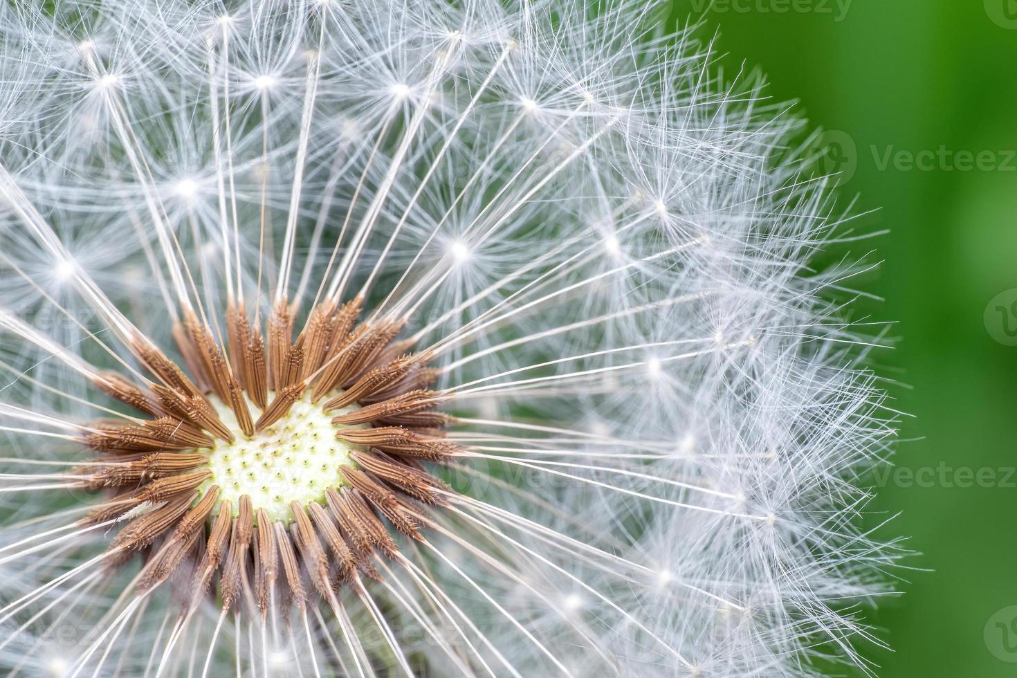 diente de león semillas en verde antecedentes foto