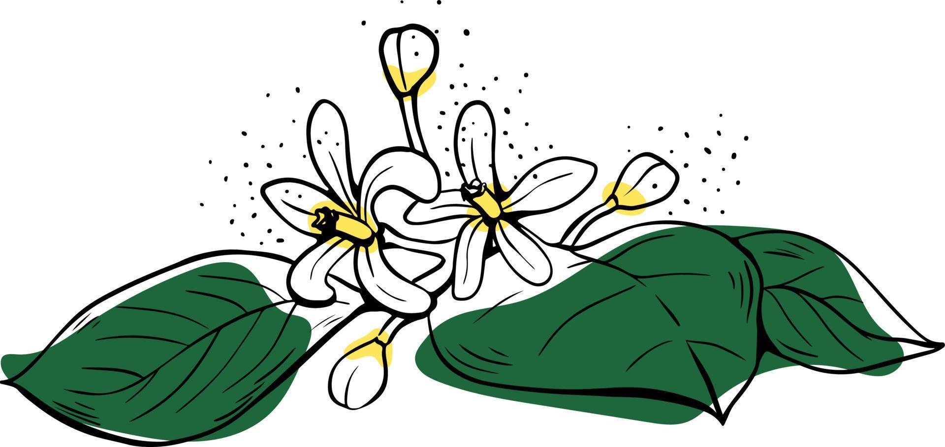 Hand drawn lineart white lemon flowers with green leaves on white background vector