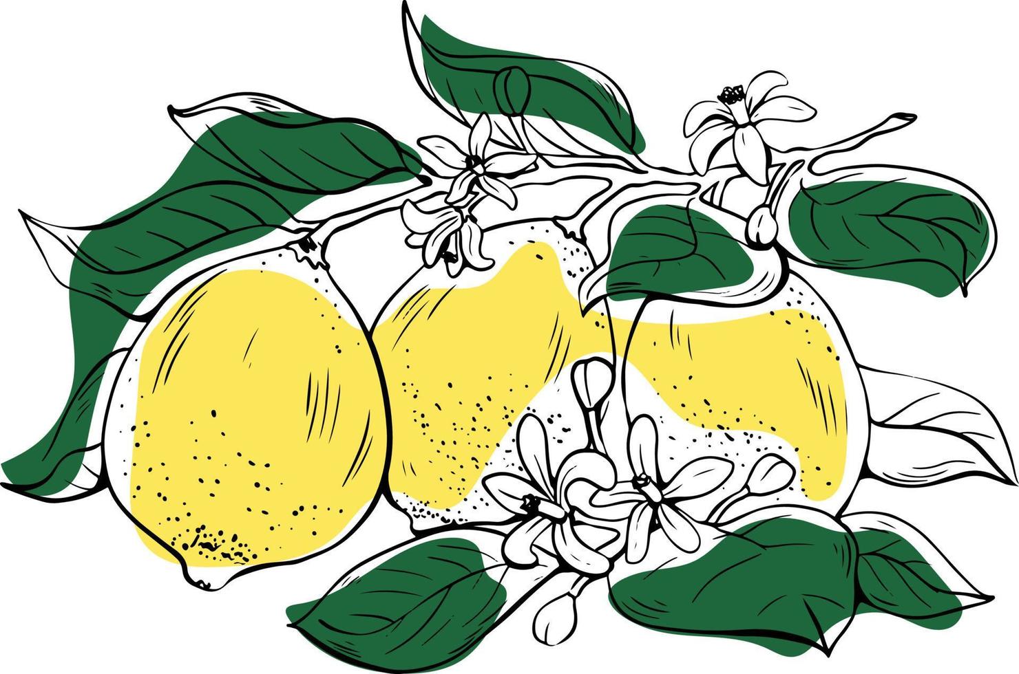 Hand drawn lineart three whole yellow lemons with flowers and green leaves on white background vector