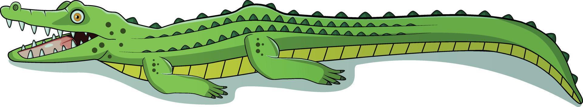 Big crocodile, cartoon, white background vector