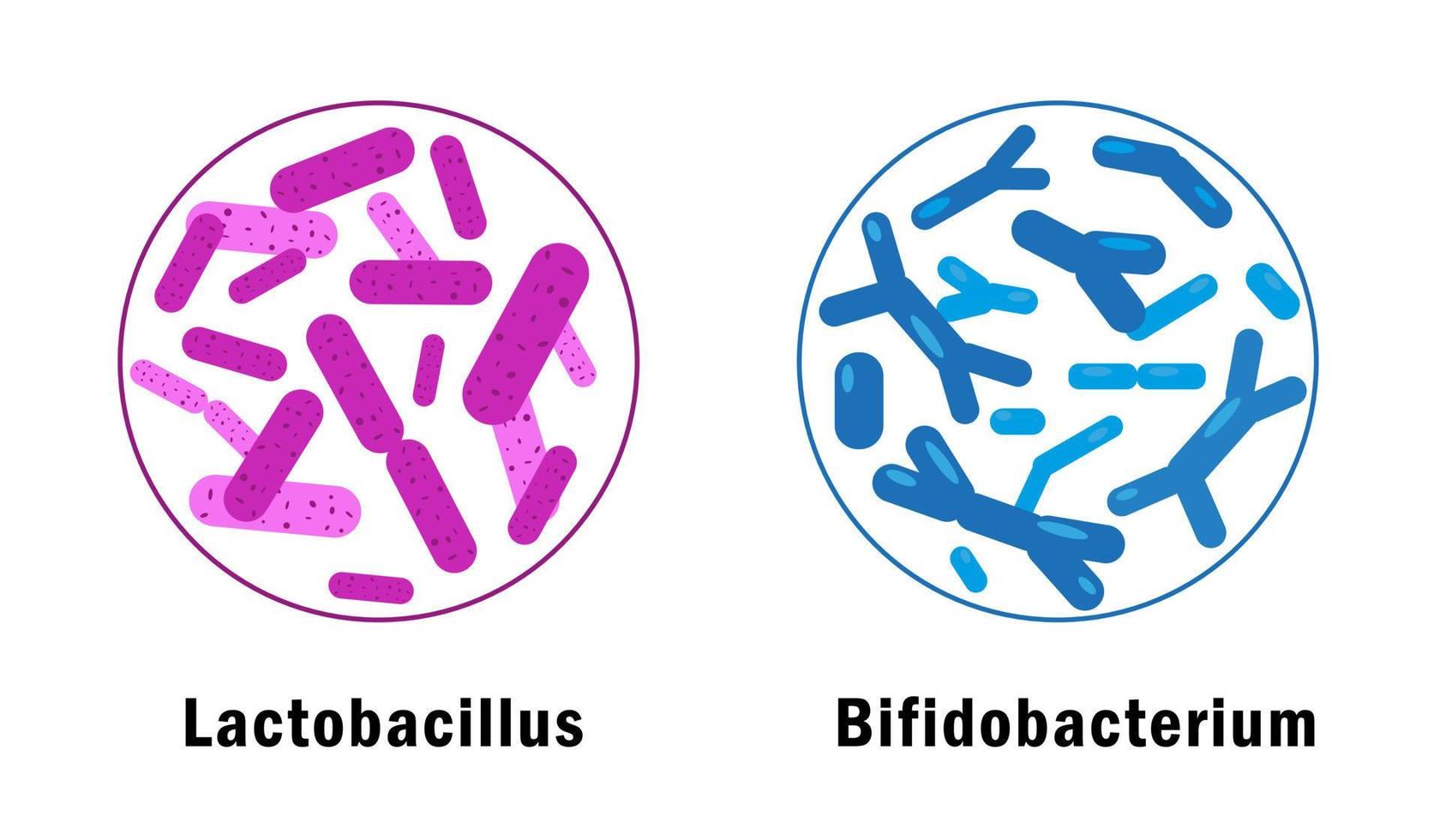 bueno bacterias conjunto aislado en blanco antecedentes. microorganismos vector ilustración.