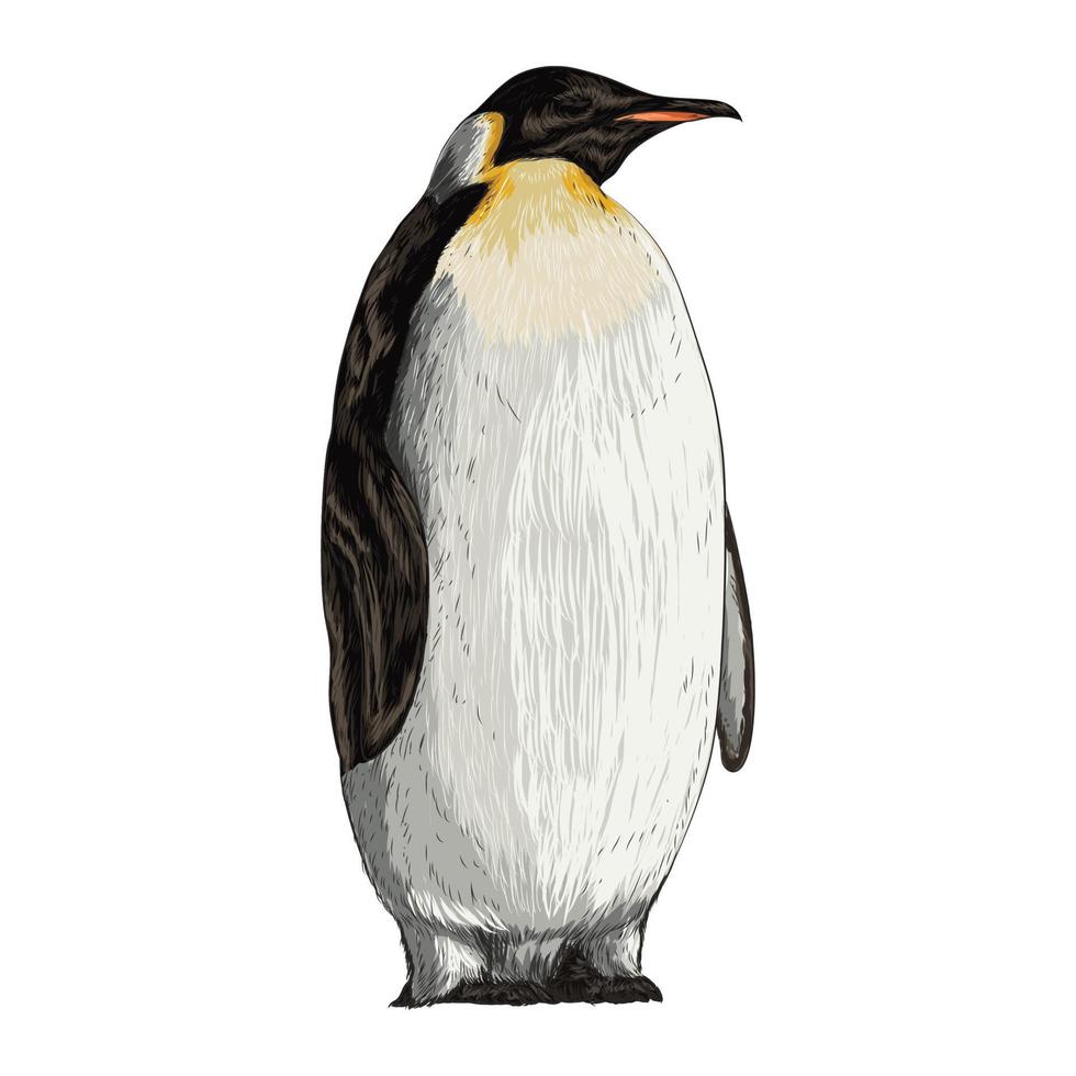 Vector illustration of a penguin in the old-fashioned style and line-art style.
